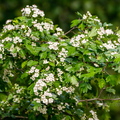  Harilik viirpuu (Crataegus rhipidophylla)