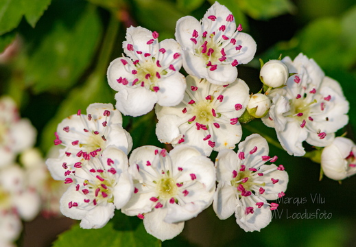  Harilik viirpuu (Crataegus rhipidophylla)