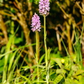 Vööthuul-sõrmkäpp (Dactylorhiza fuchsii)