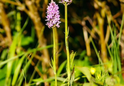 Vööthuul-sõrmkäpp (Dactylorhiza fuchsii)
