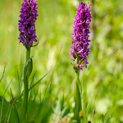 Kahkjaspunane sõrmkäpp (Dactylorhiza incarnata)