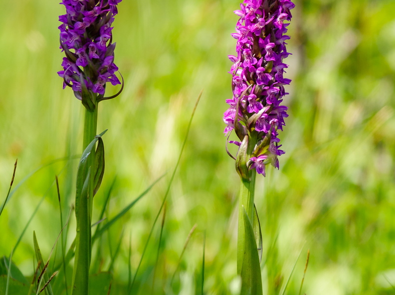 Kahkjaspunane sõrmkäpp (Dactylorhiza incarnata)