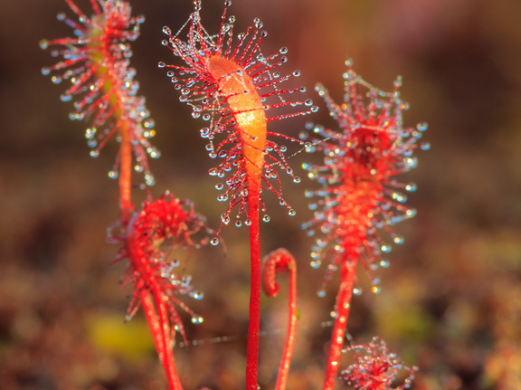  Pikeleheline huulhein