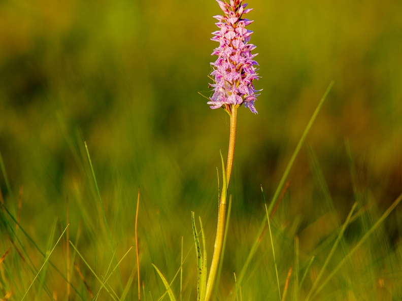Vööthuul-sõrmkäpp (Dactylorhiza fuchsii)