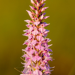 Vööthuul-sõrmkäpp (Dactylorhiza fuchsii)
