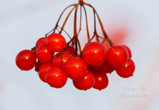 Punased pihlaka marjad