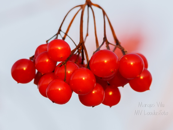 Punased pihlaka marjad