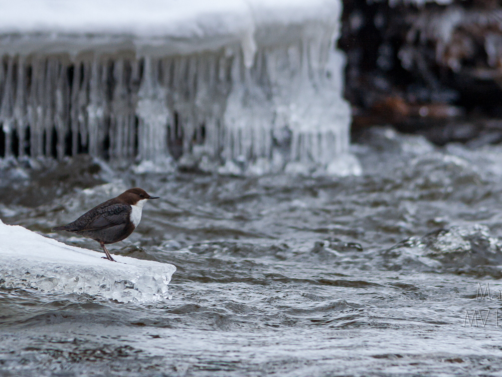   Vesipapp toitu jahtimas