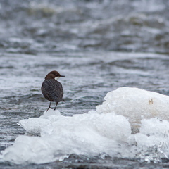   Vesipapp toitu jahtimas