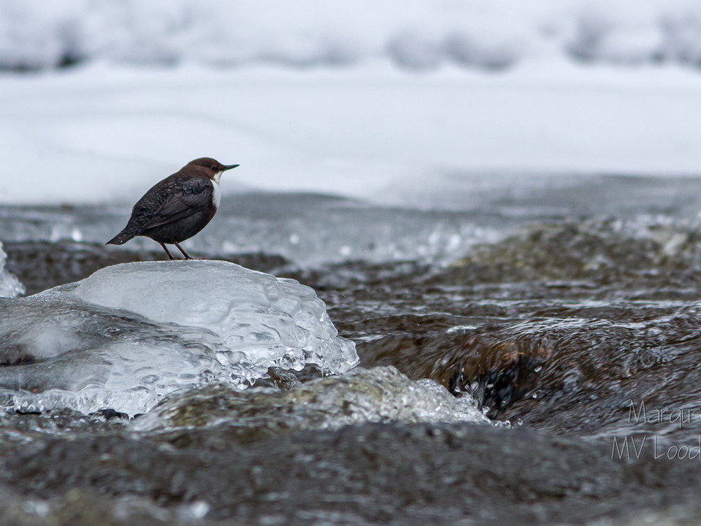  Vesipapp toitu jahtimas