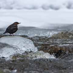  Vesipapp toitu jahtimas