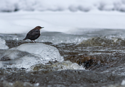  Vesipapp toitu jahtimas