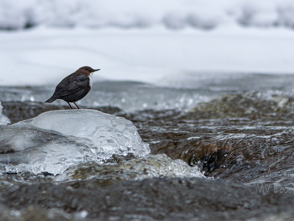  Vesipapp toitu jahtimas