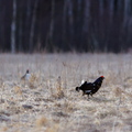 Teder (Tetrao tetrix) võitlus heinamaal