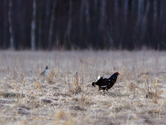 Teder (Tetrao tetrix) võitlus heinamaal