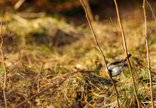  Punarind (Erithacus rubecula)