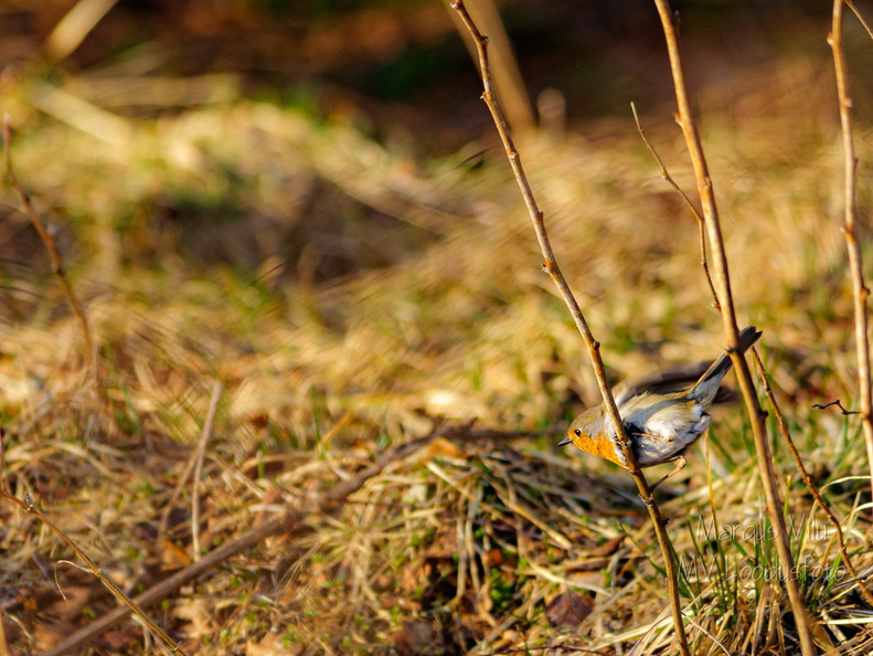  Punarind (Erithacus rubecula)