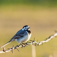  Linavästrik (Motacilla alba) okastraadil