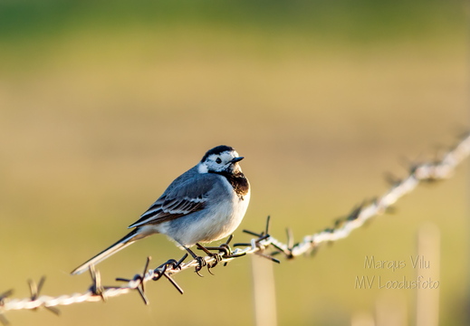  Linavästrik (Motacilla alba) okastraadil