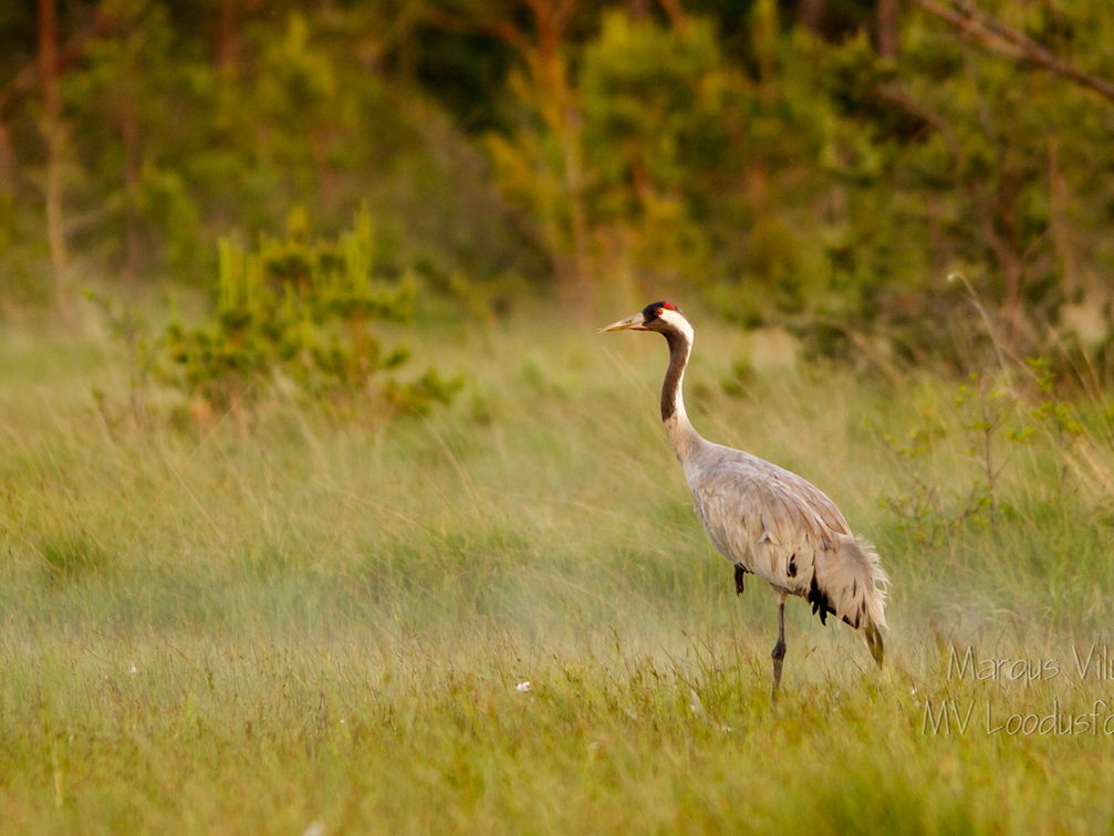  Sookurg (Grus grus) vaatab ristis nokaga