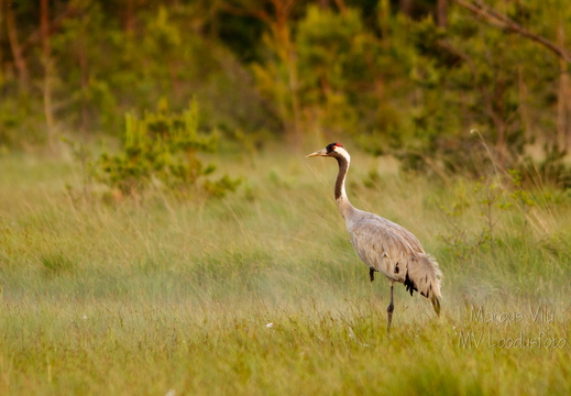  Sookurg (Grus grus) vaatab ristis nokaga