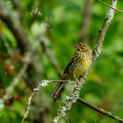  Talvike (Emberiza citrinella) oksal