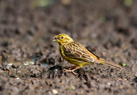  Talvike (Emberiza citrinella) mudas