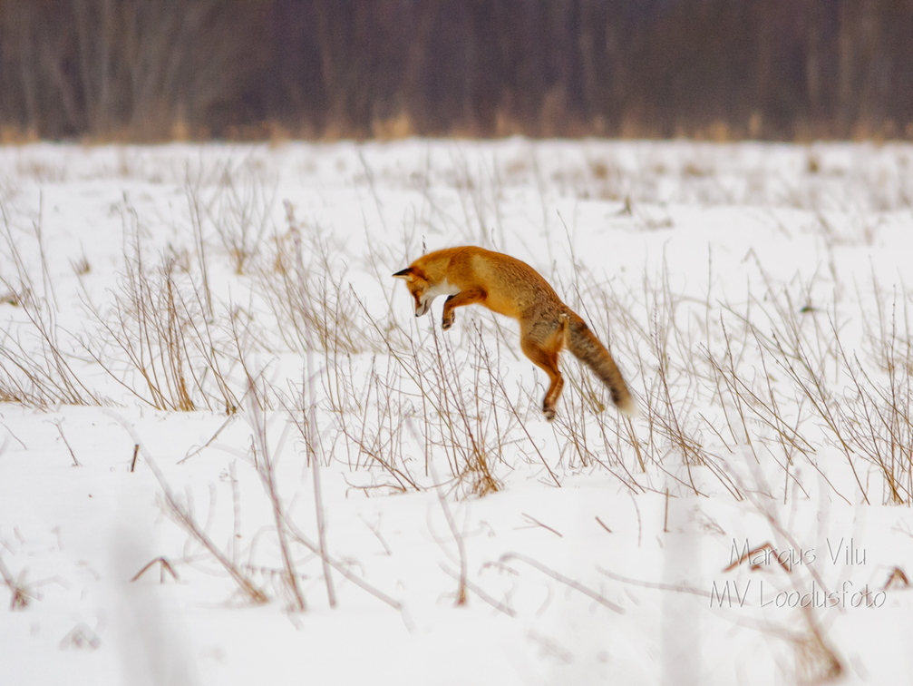  Rebane leidis söögipoolist