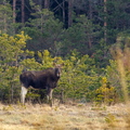  Põder (Alces alces)