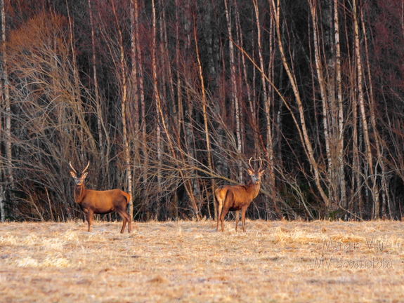  Punahirv (Cervus elaphus)
