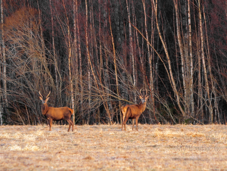  Punahirv (Cervus elaphus)