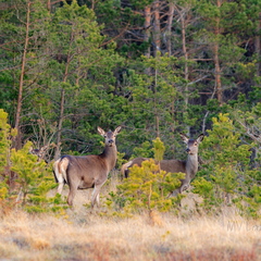  Punahirved (Cervus elaphus)
