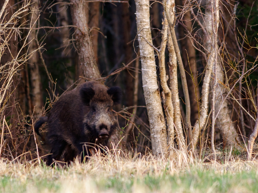  Metsast välja sööma (metssiga)