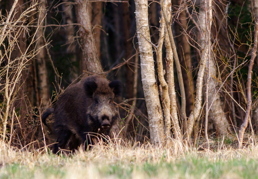  Metsast välja sööma (metssiga)