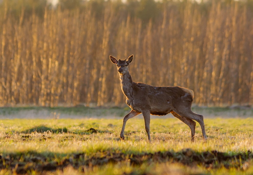  Hirv on mind märganud