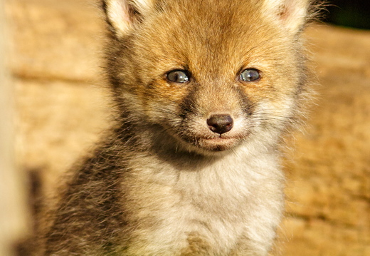  Rebasepoeg unistamas