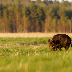  Metssiga (Sus scrofa) aasal