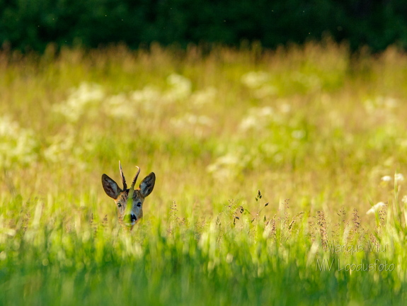 Sokk piilub kõrre tagant