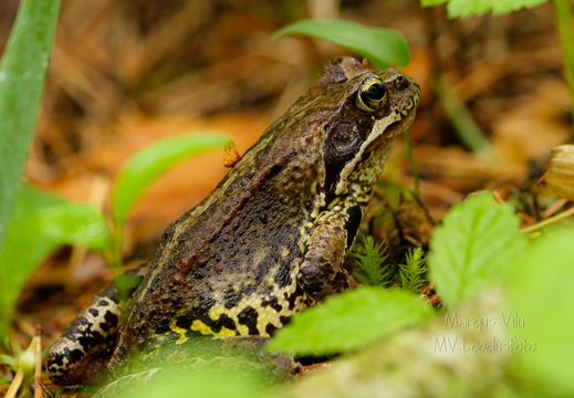 Rabakonn (Rana arvalis)