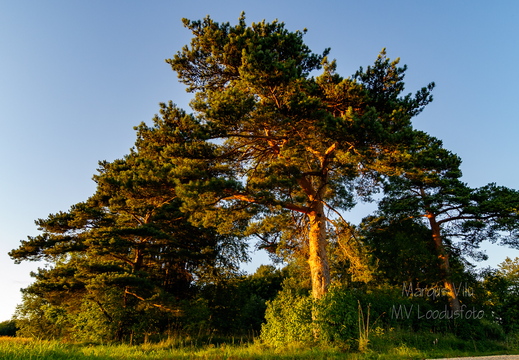  Mänd Tõrva lähistel