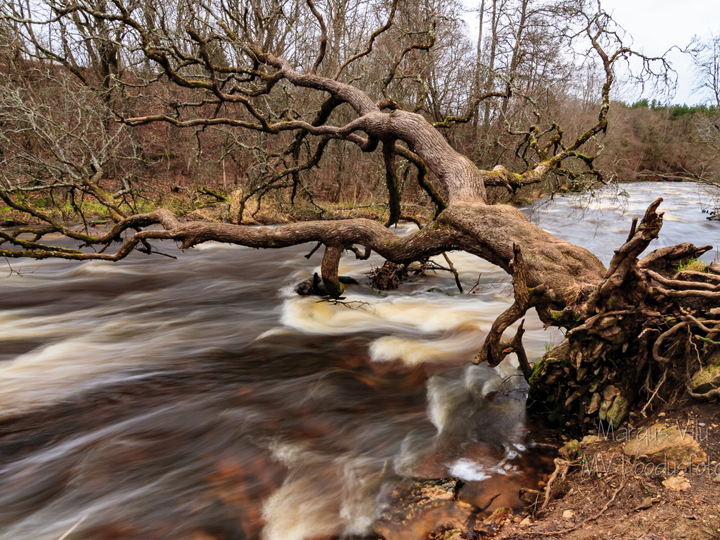 Ümberkukkunud puu Jõelähtme jõel
