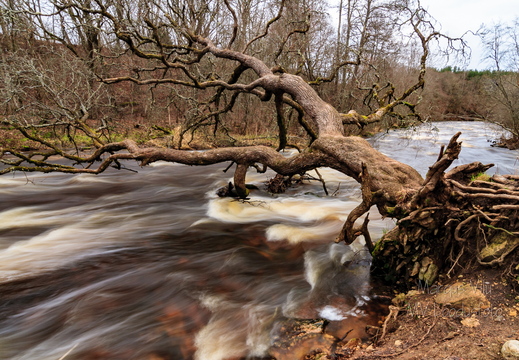 Ümberkukkunud puu Jõelähtme jõel