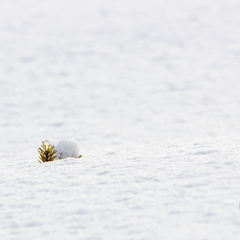 Kuusepuu tipp lumest välja ulatumas