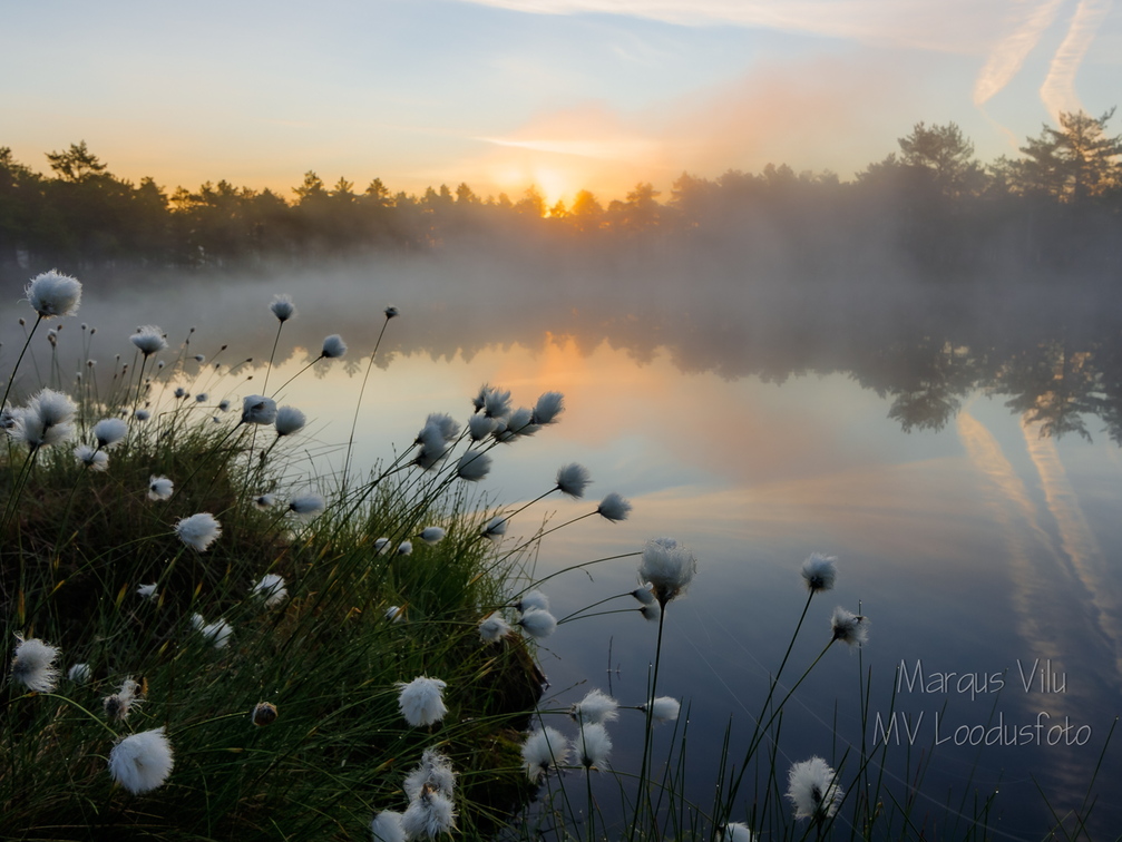   Päikesetõus uduse raba lauka juures