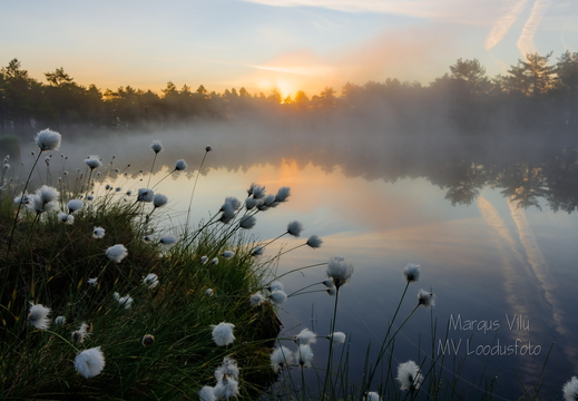   Päikesetõus uduse raba lauka juures