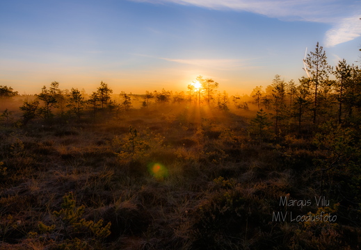  Päikesetõus uduses rabas