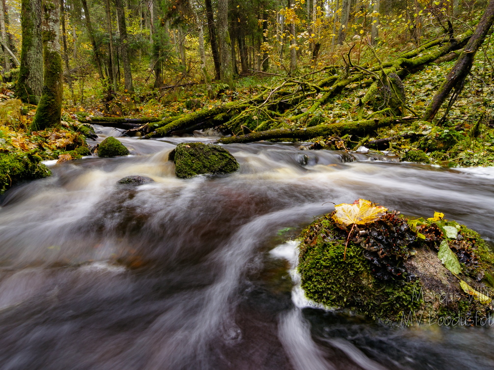 Kiire vooluga ojake metsa all
