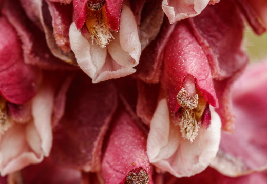  Harilik käopäkk (Lathraea squamaria), õied