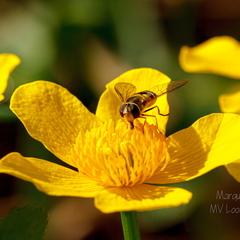  Tulika (Ranunculus) õis