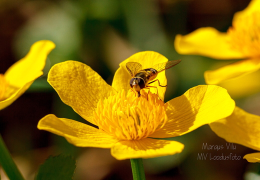  Tulika (Ranunculus) õis